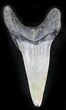 Fossil Mako (Isurus) Shark Tooth - Belgium #24376-1